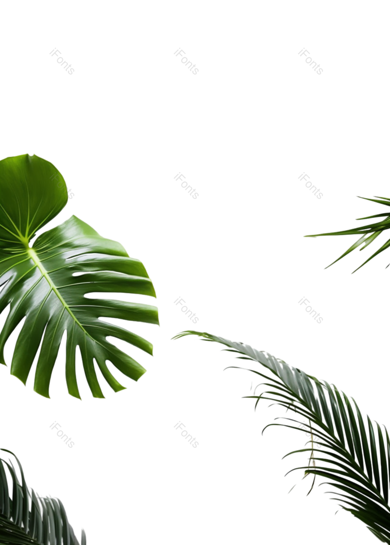 叶子图片,形状元素,清新PNG,摄影免抠素材